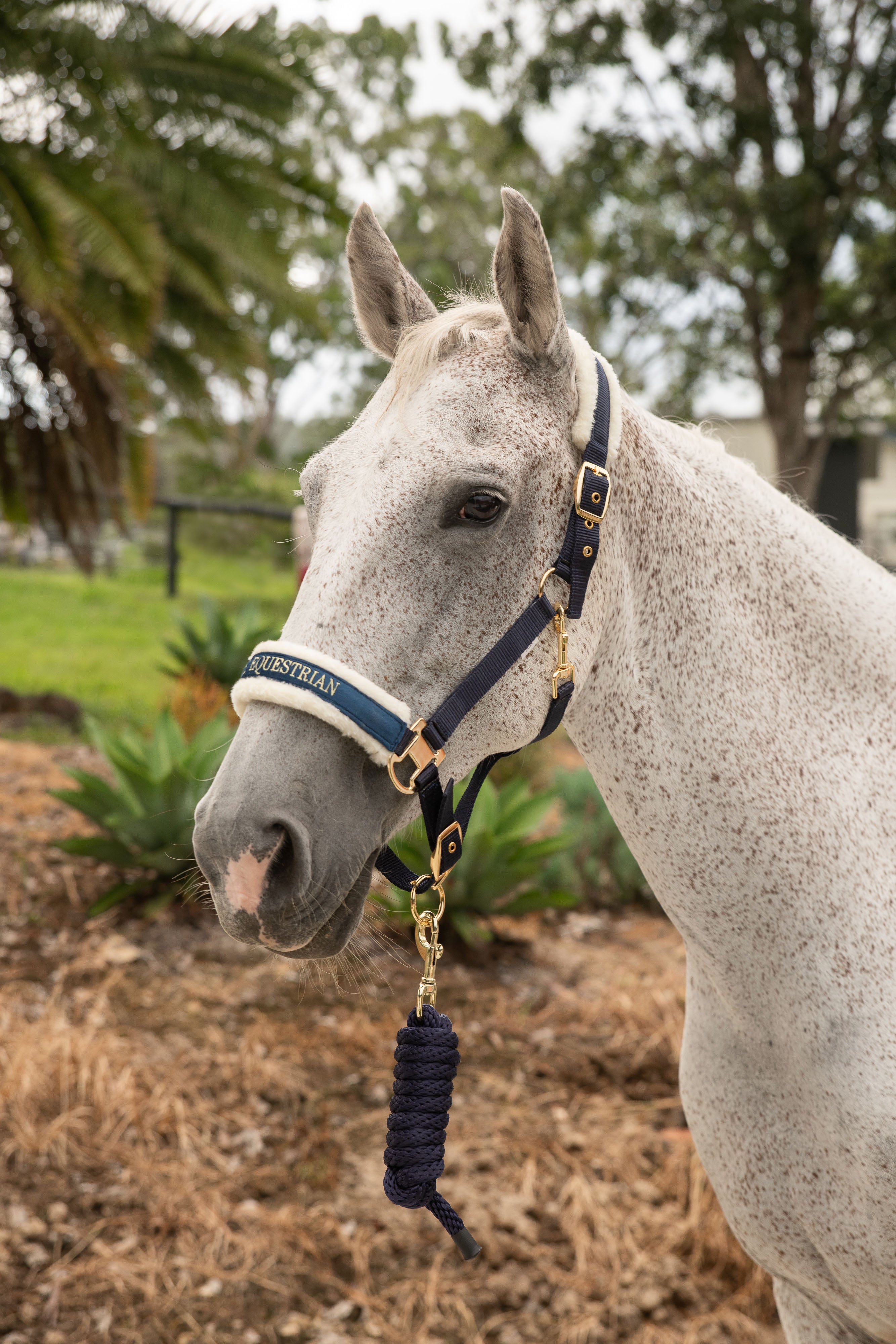 Halters & Lead Ropes – Stalle Equestrian