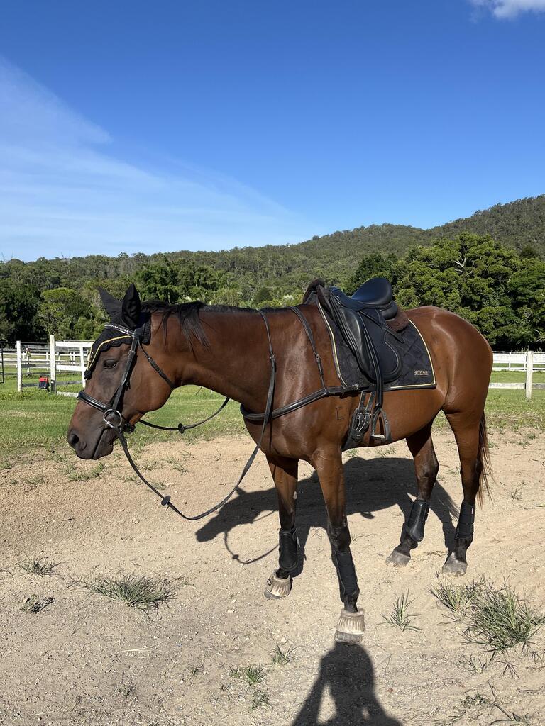 <h2>Trusted by hundres of equestrians</h2>