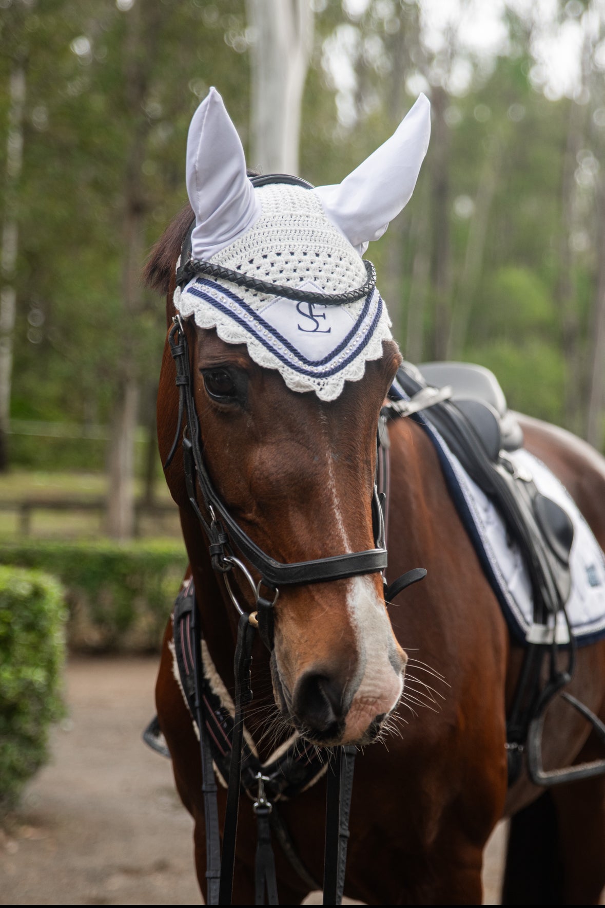 Dressage Comp Bundle