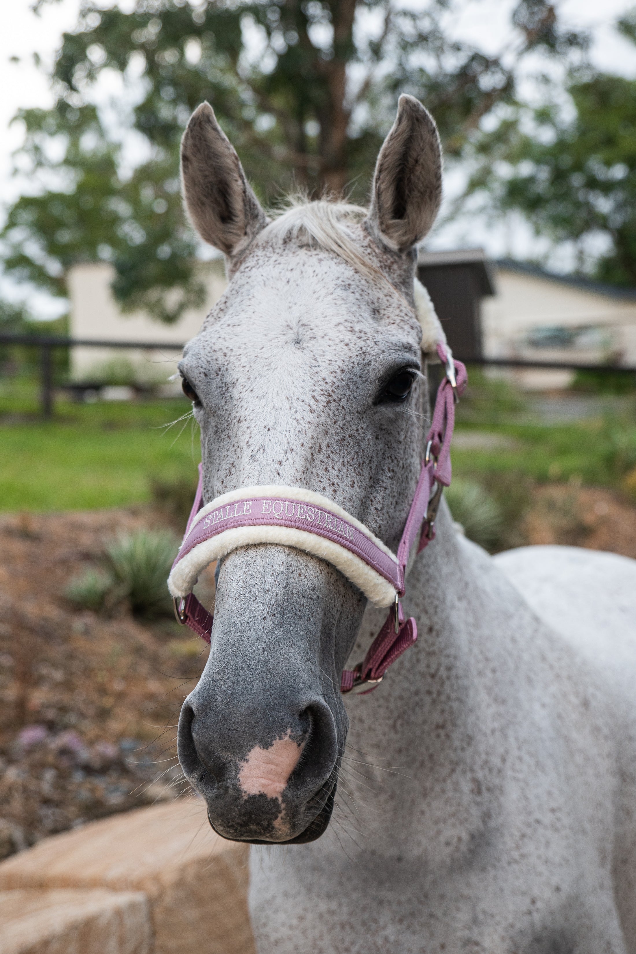 Halter - Dusty Pink