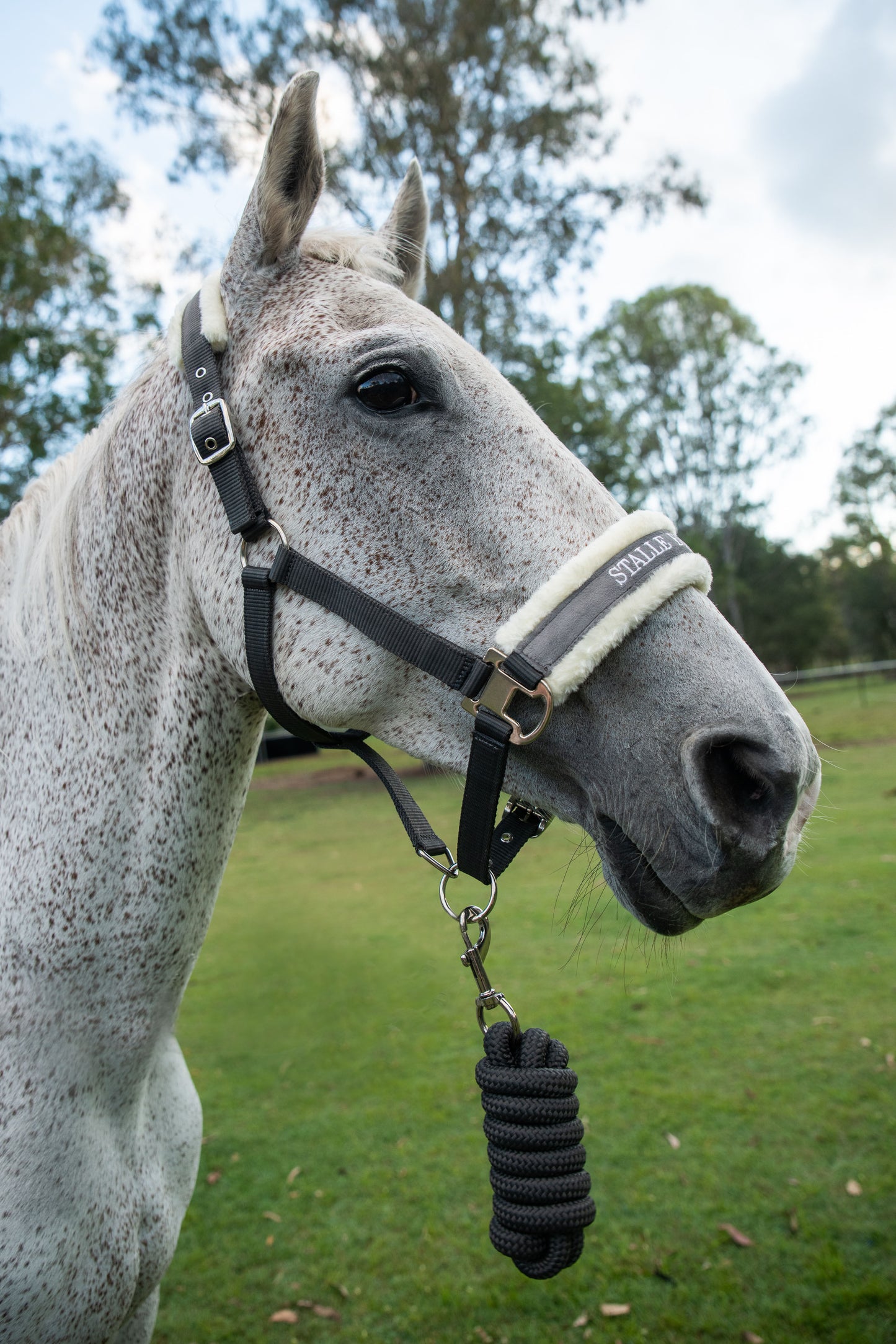 Halter - Grey