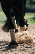Load image into Gallery viewer, Polo Wraps - Heart of Gold

