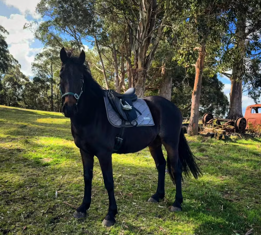 <h2>Trusted by hundres of equestrians</h2>